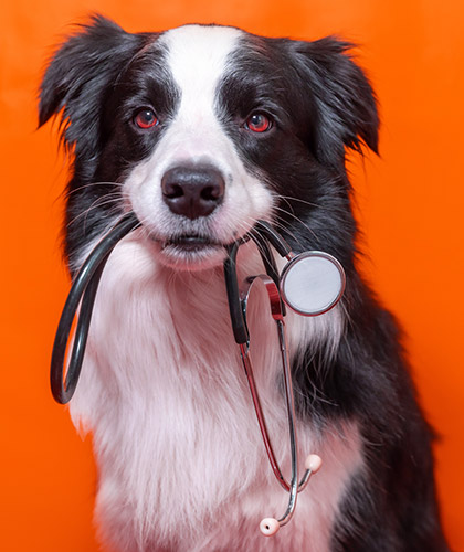 Can Mold Affect Pets? What to Know About Damp Homes