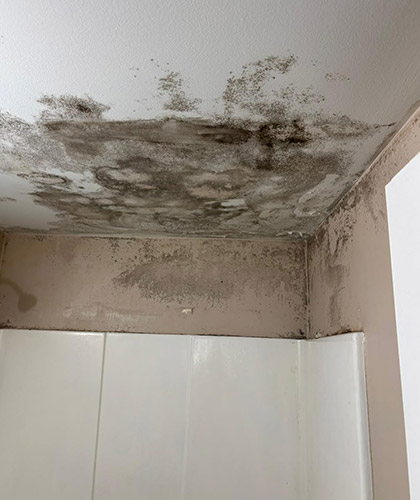 Mold on Bathroom Ceiling: Remediation Tips