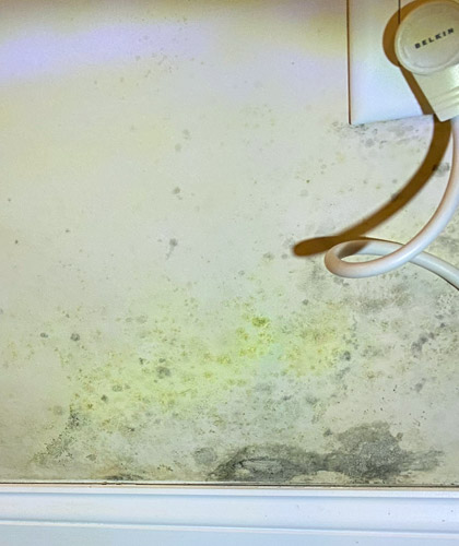Is Green Mold Dangerous and How to Remove It?