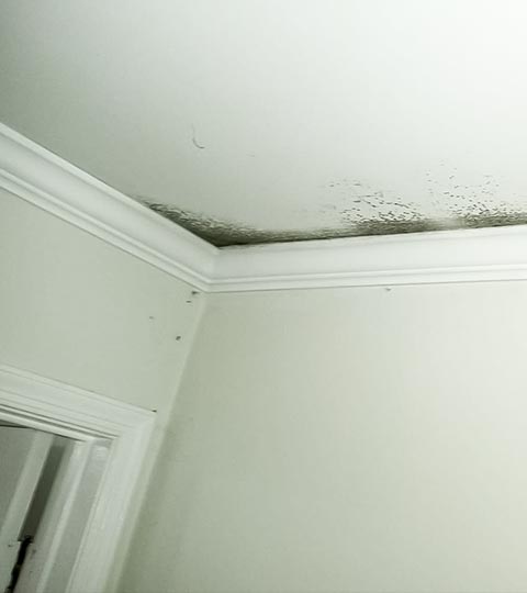 Causes of Mold in Apartments and Mold Prevention Guide