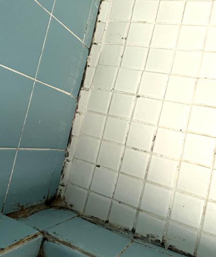 Mold Growth in the Shower