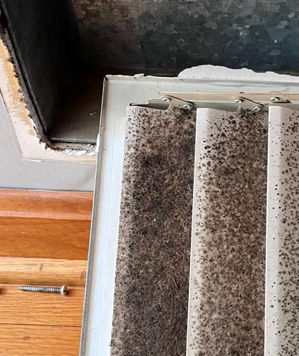 The Importance of Prompt Mold Remediation