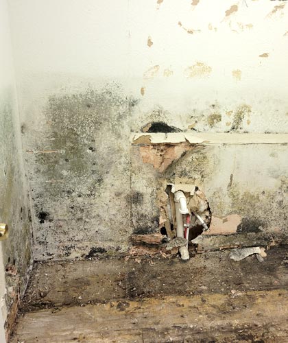 Risks Posed by Toxic Black Mold and How to Prevent Its Growth