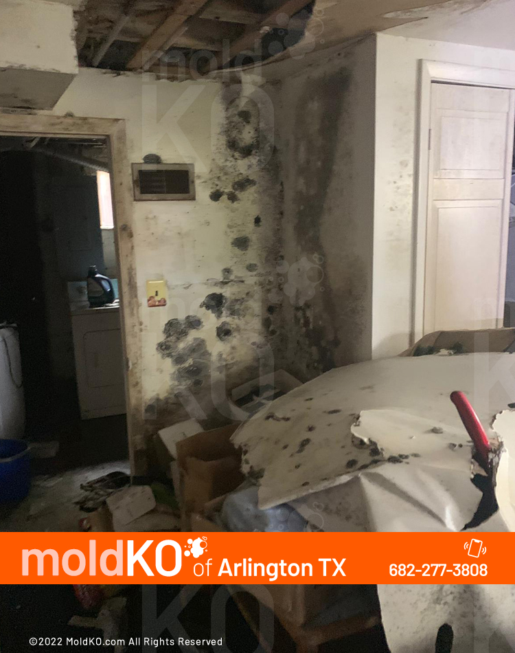 Mold KO of Arlington